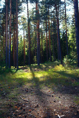 sun rays in coniferous forest, abstract landscape summer forest, beautiful wilderness nature