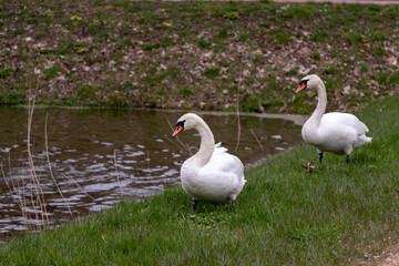 Two white swans by a pond in a green grass in early spring, cloudy day.