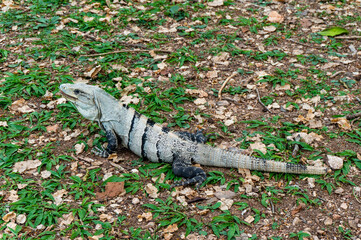 iguana on the tree