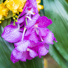 Obraz na płótnie Canvas Purple orchid with white spots on a green background. Yellow flowers in background