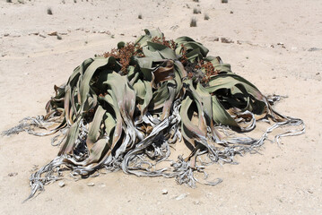 Obraz premium welwitschia on the sand