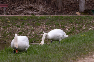 Two white swans by the pond eat green grass. early spring, cloudy day.
