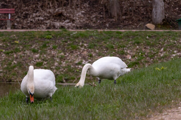 Obraz na płótnie Canvas Two white swans by the pond eat green grass. early spring, cloudy day.