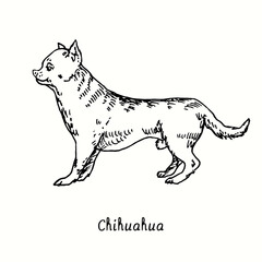 Chihuahua standing side view. Ink black and white doodle drawing in woodcut style.