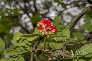 Obraz na płótnie Canvas Fruits and leaves of Wayfarer, Viburnum lantana. Photo taken in the province of Cuenca, Spain