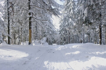 Winter in the forest, snow-covered trees. Spruce.