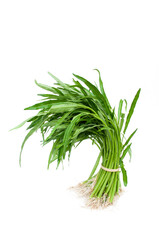 Morning glory isolated on white background.Water convolvulus and kang-kong.