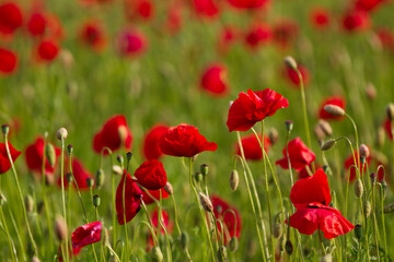 Fototapeta na wymiar Field of red poppies flowers