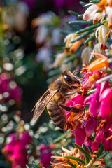 pszczoła na kwiatach wrzośców