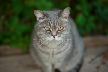 Naklejka na ściany i meble Gray tabby cat with yellow eyes sitting outside in the backyard.