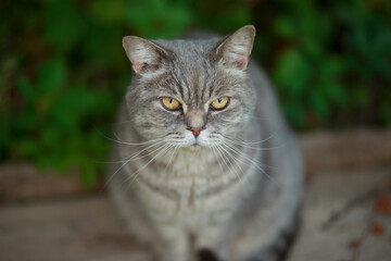 Gray tabby cat with yellow eyes sitting outside in the backyard.