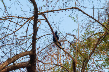 crow on tree