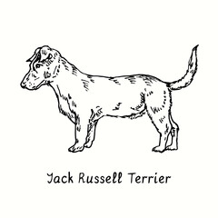 Jack Russell Terrier (Parson Russell Terrier) standing side view. Ink black and white doodle drawing in woodcut style.