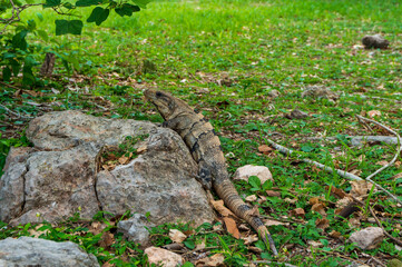 lizard on the rock