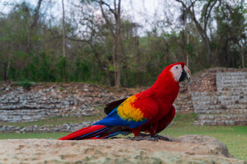 blue and yellow macaw