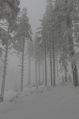 Winter in the forest. Hazy homy forest sprinkled with snow.