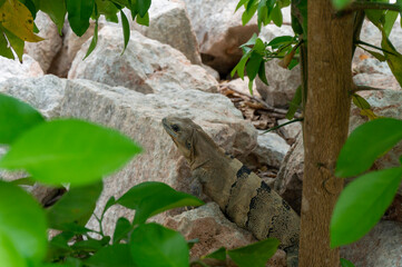 lizard on a tree