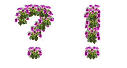 Question mark and Exclamation Mark made of purple flowers and leaves