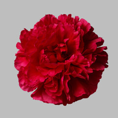 Bright red peony isolated on a grey background.