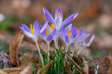 Crocus tommasinianus pale violet and bright orange flowering plant, early woodland flowers in bloom