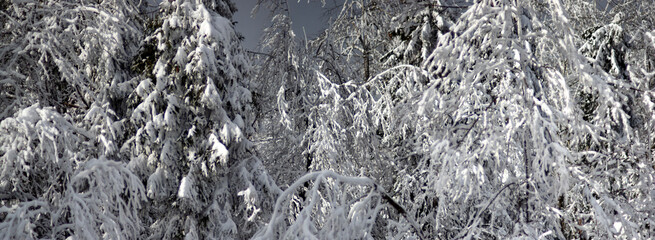 Branches of a tree covered with snow in winter in the forest