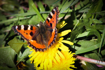 Butterfly in Spring