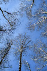 Tall birch trees against blue transparent sky at spring, wide angle view from bottom.