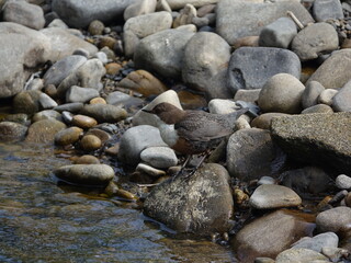 dipper (Cinclus cinclus) perched amongst large stones at river edge