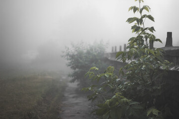 Fototapeta na wymiar very early walk in heavy fog