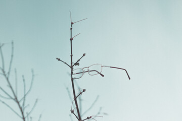 glasses instead of flowers blossomed on the willow