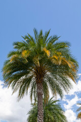 A palm tree against a blue sunny sky