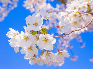 Cherry blossoms in full bloom (Kannonji river, Kawageta, Fukushima, Japan)