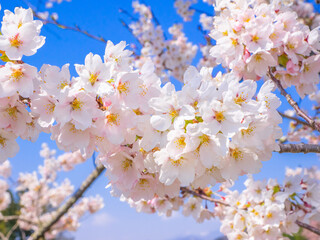 Cherry blossoms in full bloom (Kannonji river, Kawageta, Fukushima, Japan)