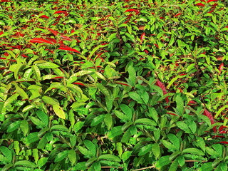 Picara has green top leaves, red or brown belly. Scientific name: Excoecaria cochinchinensis Lour is an ornamental plant with lanceolate leaves with beautiful two-color leaves, grown in a sunny garden - obrazy, fototapety, plakaty