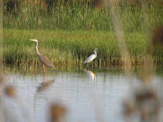 Héron cendrée et aigrette