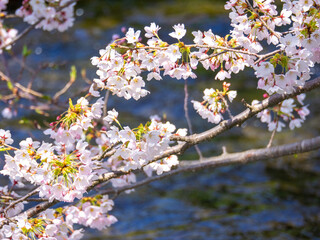 Cherry blossoms in full bloom avobe a stream (Kannonji river, Kawageta, Fukushima, Japan)