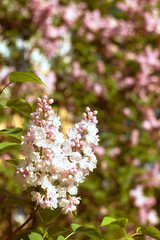 Branch of blooming lilac close-up. Soft focus. Blurred image. Spring background.
