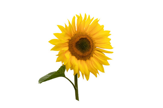 Sunflower. Isolated on white background.