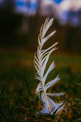 Nature feather