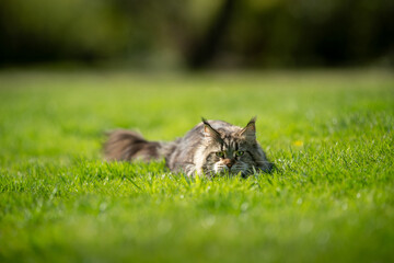 Naklejka na ściany i meble maine coon cat on the prowl crouching on lawn in sunny back yard