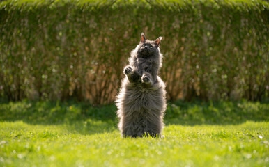 Fototapeta premium playful overweight gray maine coon cat rearing up standing on hind legs looking up