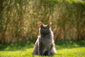 gray maine coon cat portrait sitting on grass in windy backyard with copy space