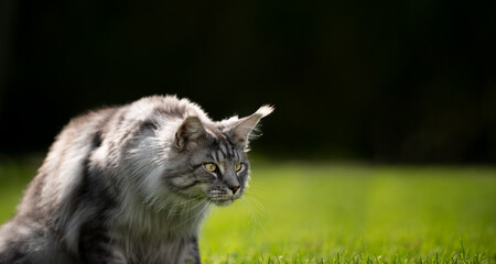 curious silver tabby maine coon cat outdoors in sunny back yard looking at copy space