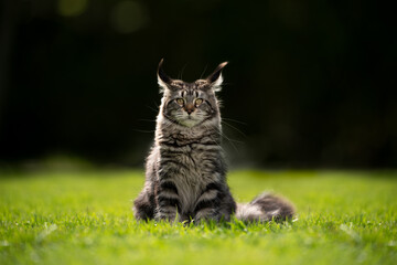 portrait of a beautiful maine coon cat sitting in sunlight outdoors on grass with copy space