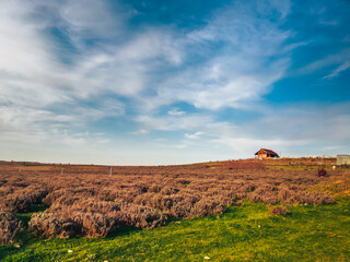 A field of dry lavender under a blue sky in sunny weather.