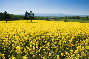 Obraz premium 北海道滝川市の菜の花畑