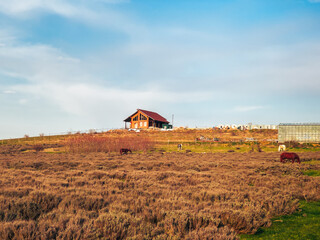 A field of dry lavender under a blue sky in sunny weather.