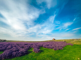 A field of lavender under a blue sky in sunny weather.