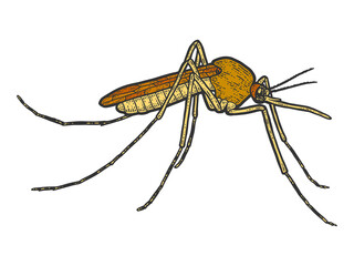 Mosquito insect isolated. Sketch scratch board imitation color.