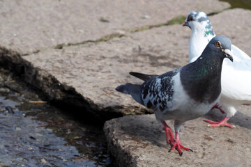 white and gray doves walk in the park on the ground on a spring day